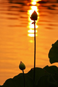 新疆队势如破竹，实力凸显让其他球队望尘莫及